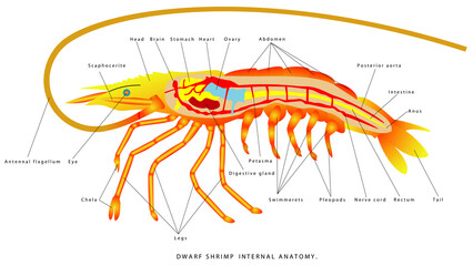 Shrimp internal anatomy. Dwarf Shrimp External Anatomy. Zoology. Animal morphology. Illustration with gradient drawn shrimp on white background. Shrimp - small animal, planktonic copepod organism.