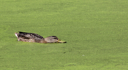 Duck swimming on vegetation covered pond