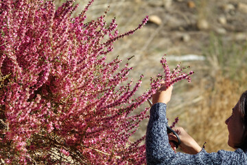 Caucasian woman in her 50s with short hair cutting pink wildflowers (Salsola oppositifolia) in the countryside near the Granada town of Guadix (Spain) on a sunny autumn morning