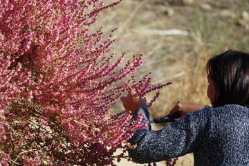 Caucasian woman in her 50s with short hair cutting pink wildflowers (Salsola oppositifolia) in the countryside near the Granada town of Guadix (Spain) on a sunny autumn morning