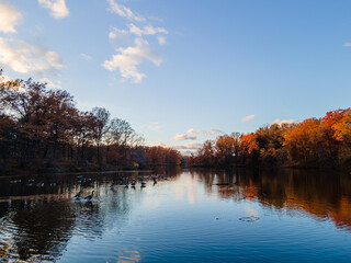 Autumn evening reflected in a still, duck filled pond, red and orange trees lining the shore