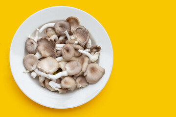 Fresh oyster mushroom in white plate on yellow background.