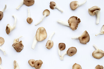 Fresh oyster mushroom on white background.