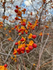 red berries on a bush
