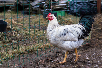 A white rooster on a walk in a chicken coop. Concept: home farm, agriculture, barnyard, village, own product. 