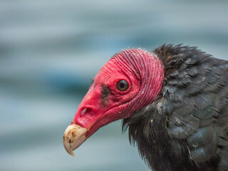 Jote, Vulture