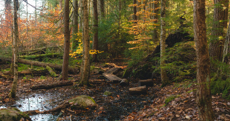 Walking Through The Woods