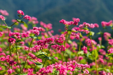 Obraz premium Buckwheat fields , red buckwheat flowers , kagawa, shikoku, japan