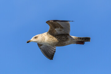 Pacific seagull flies against the blue sky. Close-up.