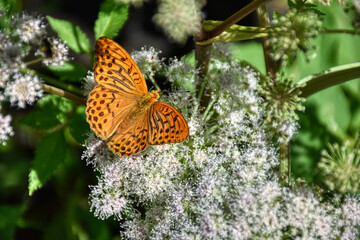 Schmetterling, Kaisermantel, Silberstrich, Falter, Tagfalter, echter Perlmutfalter, Perlmutfalter, Flügel, Spannweite, Fühler, Muster, Farbe, bunt, Flügeloberseite, strahlen, strahlend, Blüte, Blume, 