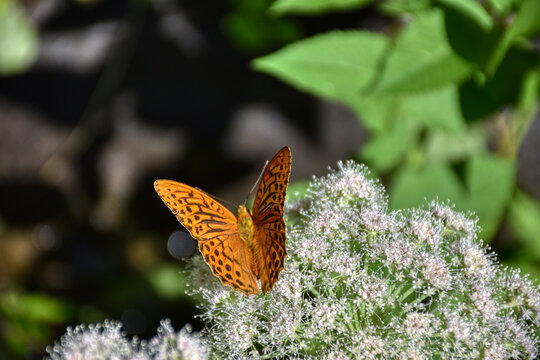 Schmetterling, Kaisermantel, Silberstrich, Falter, Tagfalter, echter Perlmutfalter, Perlmutfalter, Fl&uuml;gel, Spannweite, F&uuml;hler, Muster, Farbe, bunt, Fl&uuml;geloberseite, strahlen, strahlend, Bl&uuml;te, Blume, 