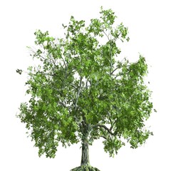 Summer tree 3d illustration isolated on white background