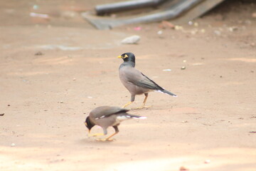 Beautiful birds, Eagle, natural photography 