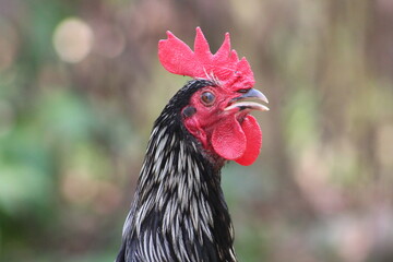 Beautiful birds, Eagle, natural photography 