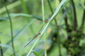 Beautiful birds, Eagle, natural photography 