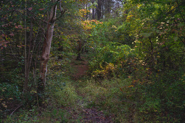 Wooded Pathway