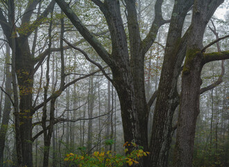 Trees in The Fog 2