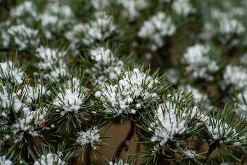 Snow is piled up on the branches of a pine tree