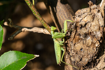 praying mantis - Hierodula patellifera - is on lemon tree in Fukuoka prefecture, JAPAN.