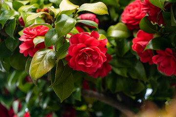 Flowers of Camellia - Camellia japonica - are in bloom in Fukuoka prefecture, JAPAN.