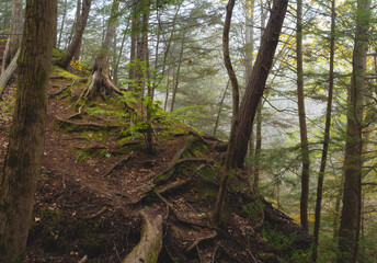 Foggy Hillside in The Woods