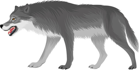  vector roaring gray wolf illustration