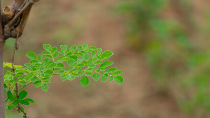 Moringa leaves, one of the herbal plants for the treatment of various medical diseases. Moringa...
