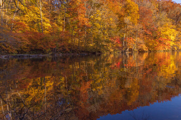 autumn leaves reflected in water