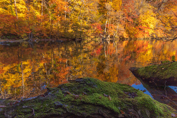 autumn leaves reflected in water