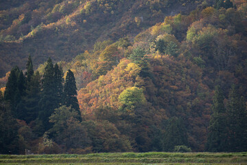 山の紅葉（一部だけ光が当たっている）