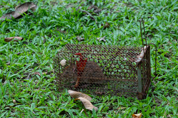 rat in cage on grass background, trap mouse