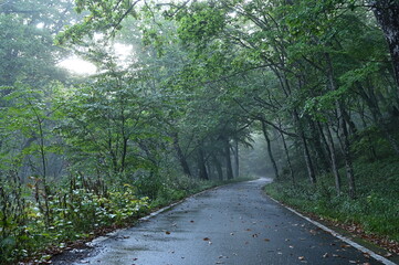 朝霧の森（戦場ヶ原）