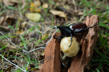 beetle on wood background, insect, beetle on leave