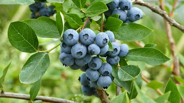 Ripe blueberry fruits on the bush outdoors, close up