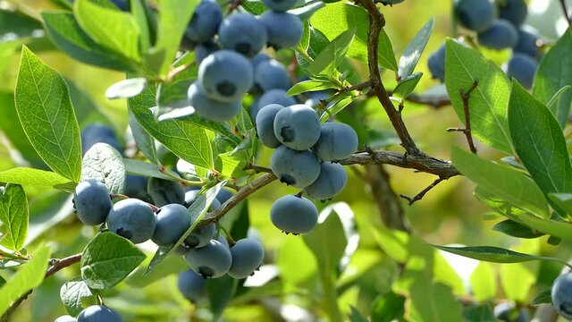 Blueberry bush with ripe berries growing in summer, organic gardening