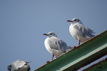 休憩中の海鳥