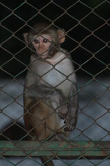 Beautiful birds, Eagle, natural photography 