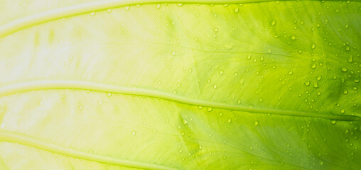 green leaves natural background wallpaper, texture of leaf, leaves with space for text