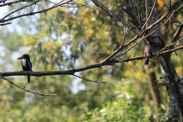 Beautiful birds, Eagle, natural photography 