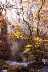 autumn leaves  in water