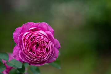 紫色のバラ