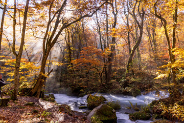 autumn leaves  in water