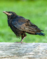 Fototapeta premium crow on the ground
