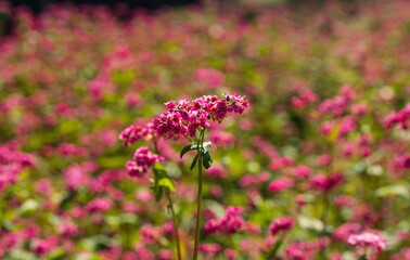 Buckwheat fields , red buckwheat flowers , kagawa, shikoku, japan	