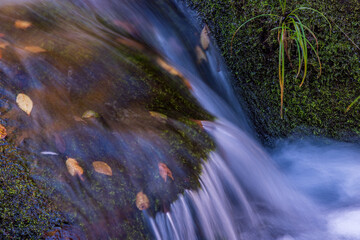 autumn leaves in water
