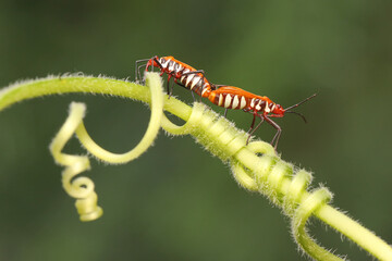 A pair of red cotton bugs (Dysdercus cingulatus) are mating on bush.