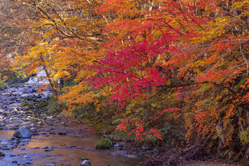 autumn colors in the forest