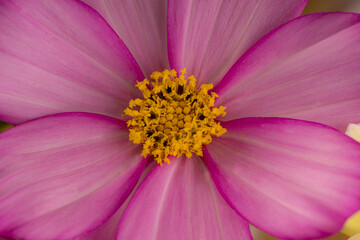 Flower Pink and White Cosmos Macro