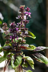 a Long-eared Owl sitting on a bough in forest ambiance