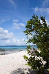 Fototapeta na wymiar Green bush on the beach decorated with decorative multicoloured starfishes. Selective focus.